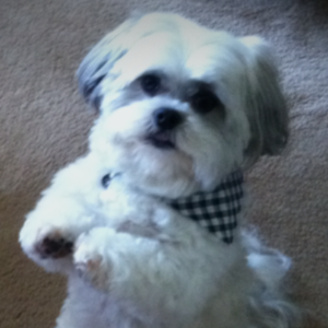 Ray, Carole and Beau